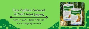 antracol untuk jagung,cara aplikasi antracol 70 wp,fungisida antracol,fungisida bayer,budidaya jagung,lmga agro