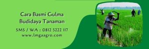 waktu yang tepat untuk menyemprot rumput,budidaya tanaman,herbisida,petani,lmga agro