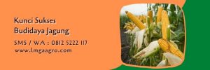 pupuk ZA untuk jagung,budidaya jagung,benih jagung,pemupukan jagung,pupuk za,lmga agro