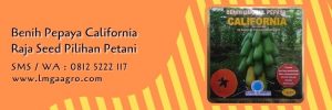 pepaya california raja seed,benih pepaya, budidaya pepaya,cara menanam pepaya,lmga agro