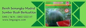 semangka madrid,budidaya semangka,benih semangka,buah semangka,lmga agro