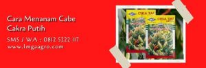 cabe cakra putih,budidaya cabe,benih cabe,cabe rawit,cara menanam cabe,pemupukan cabe,lmga agro