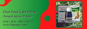obat patek cabe paling ampuh,petani cabe,budidaya cabe,fungisida,pestisida,lmga agro