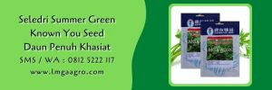 seledri summer green,known you seed,budidaya seledri,benih seledri,daun seledri,lmga agro