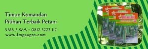 timun komandan,budidaya timun,benih timun,cara menanam timun,petani,lmga agro