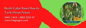 cabai rawit rawita,budidaya cabe,benih cabe,antraknosa,petani cabe,lmga agro