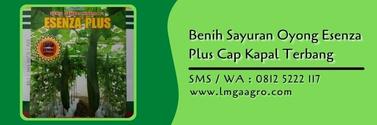 sayuran oyong esenza plus,budidaya gambas,benih cap kapal terbang,sayuran oyong,lmga agro