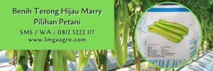 terong hijau marry,terong hijau,terong,budidaya terong,cara menanam terong,lmga agro