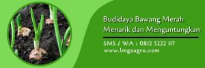 fungisida sistemik bawang merah,fungisida sistemik,budidaya bawang merah,bawang merah,fungisida,lmga agro