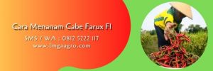 cara menanam cabe farux f1,cara menanam cabe,benih cabe,budidaya cabe,petani cabe,cabe farux,lmga agro
