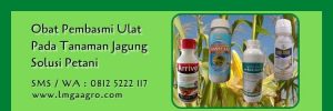 obat pembasmi ulat pada tanaman jagung,budidaya jagung,pestisida,insektisida,lmga agro