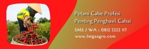 benih cabe dewata 76,petani cabe,petani,budidaya cabe,benih cabe,lmga agro
