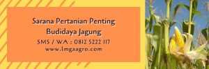 benih jagung hibrida umur pendek,jagung hibrida,budidaya jagung,benih jagung,lmga agro