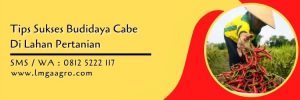 benih cabe farux,budidaya cabe,petani cabe,cabe keriting,lmga agro