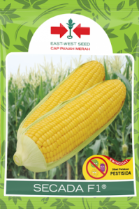 benih jagung,jagung secada,jagung hibrida