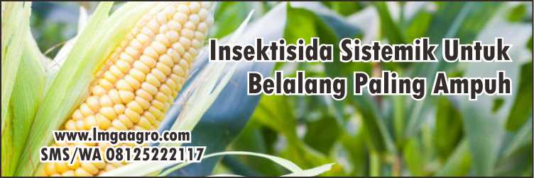 Insektisida Sistemik Untuk Belalang, Tanaman Jagung,Insektisida,Pertanian,Sayuran