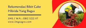 bibit cabe hibrida yang bagus,budidaya cabe,petani cabe,benih cabe,cabe hibrida,lmga agro