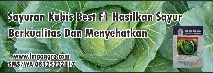 Sayuran Kubis Best F1,Sayuran,Pertanian,Benih Tanaman Hibrida,Hidroponik