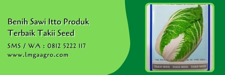 benih sawi itto,sawi putih,budidaya sawi,sayur sawi,lmga agro