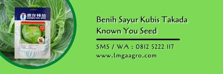 sayur kubis takada,benih kubis,budidaya kubis,sayur kubis,lmga agro