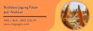 jagung pertiwi 3,budidaya jagung,benih jagung,jagung pakan,lmga agro