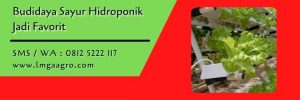 selada red rapid,daun selada,hidroponik,budidaya tanaman,berkebun,selada,lmga agro