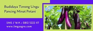 terong lezata F1,budidaya terong,benih terong,terong ungu,lmga agro