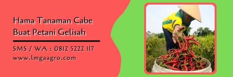 obat trip cabe,hama tanaman,budidaya cabe,petani cabe,pestisida,lmga agro