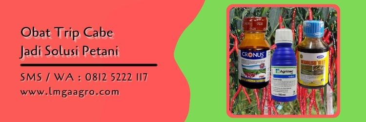 obat trip cabe,budidaya cabe,petani cabe,hama tanaman,pestisida,insektisida,lmga agro