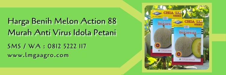 Harga Benih Melon Action 88 Murah Anti Virus Idola Petani