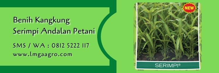 benih kangkung yang bagus,benih kangkung,sayur kangkung,sayuran hijau,budidaya tanaman,lmga agro