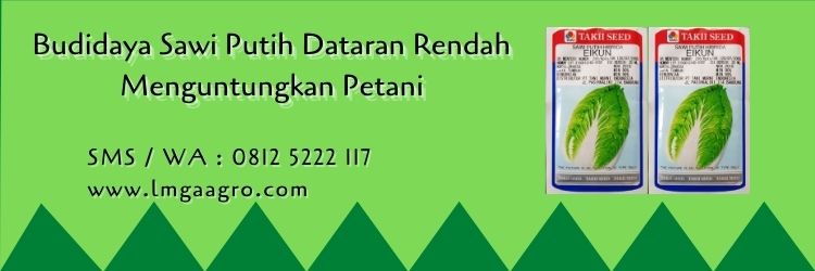 Budidaya Sawi Putih Dataran Rendah, tanaman sawi,harga sawi, panen sawi, benih sawi