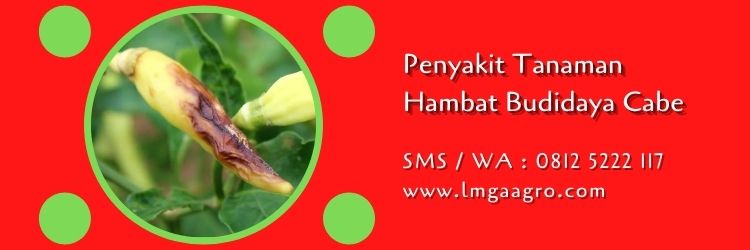 varietas cabai tahan antraknosa,budidaya cabe,benih cabe,penyakit tanaman,antraknosa,patek,petani cabe,lmga agro