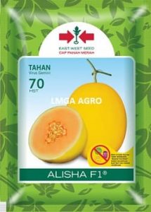 melon alisha, bibit, benih, buah, tanaman, pertanian, lmga agro