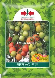 Bibit tomat, tanaman, pertanian, buah, sayur. LMGA AGRO