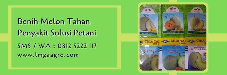 harga bibit melon pertiwi anvi,budidaya melon,benih melon,bibit melon,buah melon,lmga agro