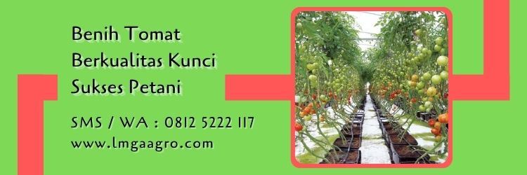 harga bibit tomat marvel,budidaya tomat,benih tomat,bibit tomat,lmga agro