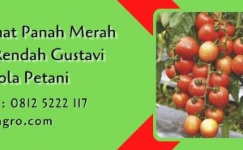 bibit tomat panah merah dataran rendah,benih tomat,budidaya tomat,bibit tomat,petani,lmga agro