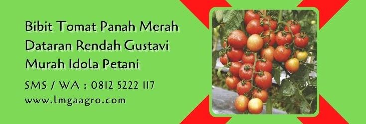 bibit tomat panah merah dataran rendah,benih tomat,budidaya tomat,bibit tomat,petani,lmga agro
