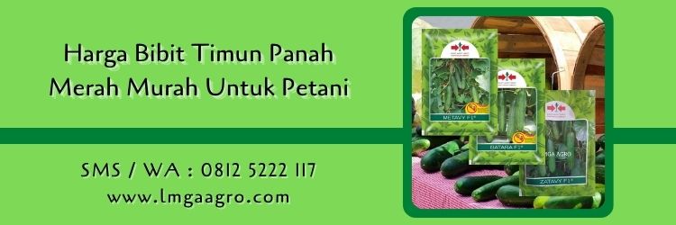 harga bibit timun panah merah,bibit timun,benih timun,budidaya timun,lmga agro