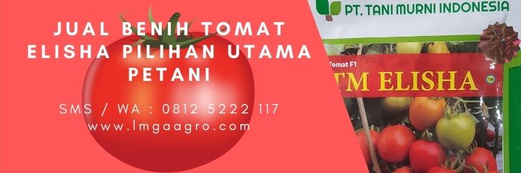 Tanam tomat, bibit pohon tomat, manfaat tomat, manfaat buah tomat, buah tomat, jual bibit tomat
