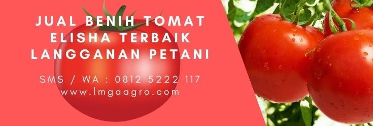 Tanam tomat, bibit pohon tomat, manfaat tomat, manfaat buah tomat, buah tomat