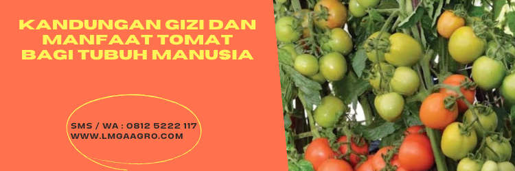 buah tomat, tomat buah, semai tomat, bibit tomat, budidaya tomat