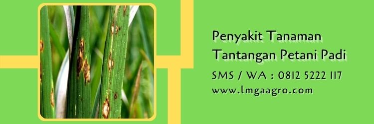 produk syngenta untuk padi,tanaman padi,petani,pertanian,budidaya padi,lmga agro