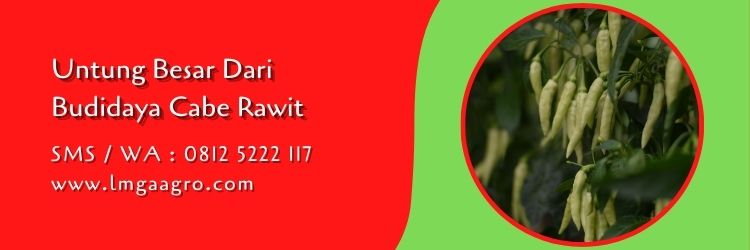 harga benih cabe rawit ori 212,cabe rawit,budidaya cabe,tanaman cabe,petani cabe,lmga agro