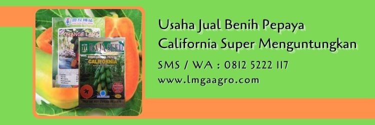 jual benih pepaya california super,pepaya california,buah pepaya,bibit pepaya,lmga agro