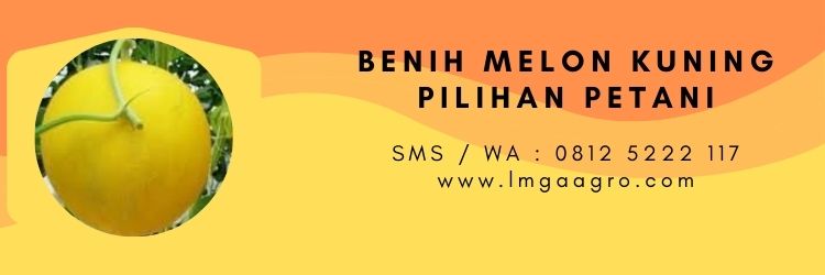 Jual Benih Melon Kuning Terbaik Harga Murah | LMGA AGRO tumbuhan melon, budidaya melon, cara menanam melon, tanam melon, manfaat melon, melon kuning