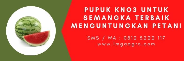 Pupuk KNO3 Untuk Semangka Terbaik Menguntungkan Petani