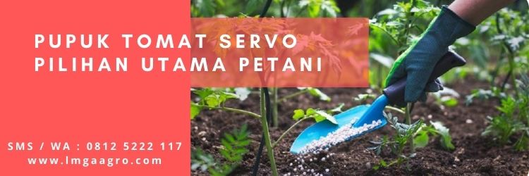 Jual Pupuk Untuk Tomat Servo Terbaik Harga Murah | LMGA AGRO manfaat tomat, kandungan tomat, pupuk tanaman, jenis pupuk, cara menanam tomat
