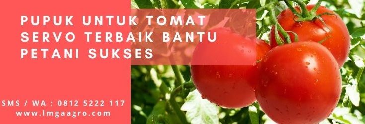 manfaat tomat, kandungan tomat, pupuk tanaman, jenis pupuk, cara menanam tomat